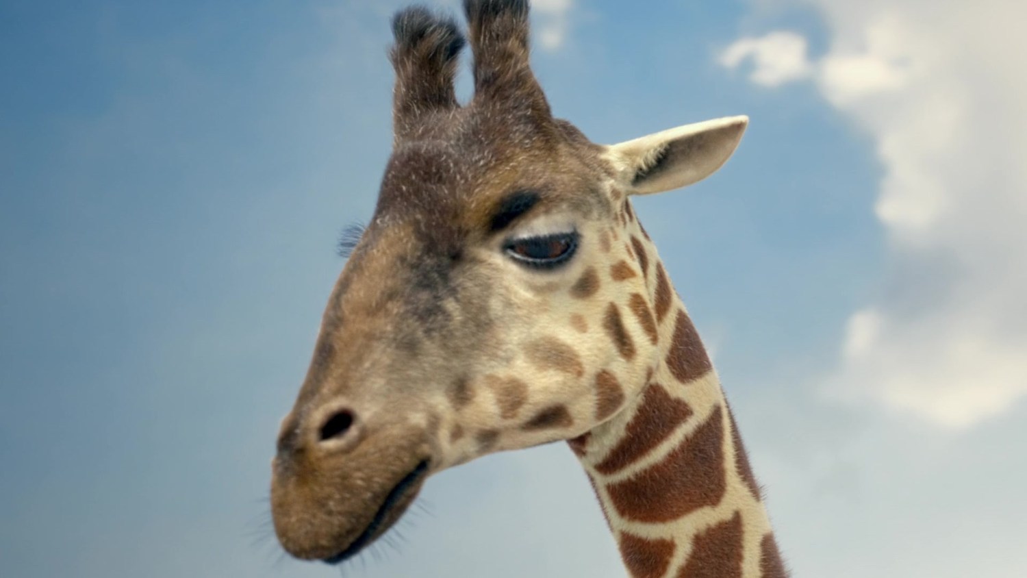 AG Insurance — Giraffe Family — Project still 2